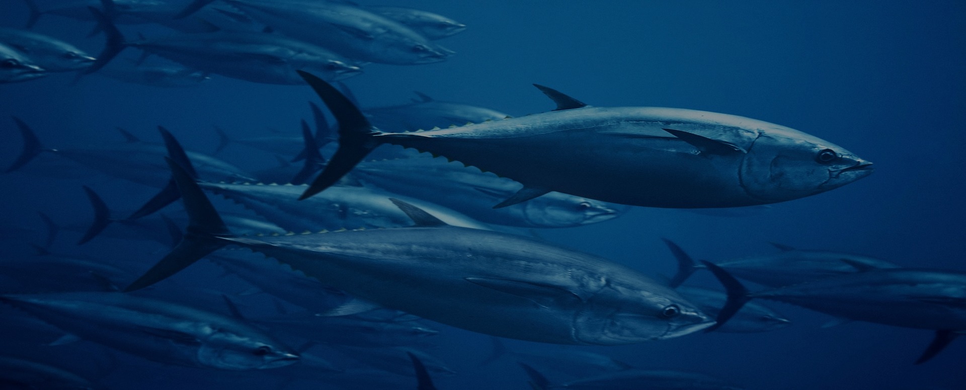 big_game_fishing_istria